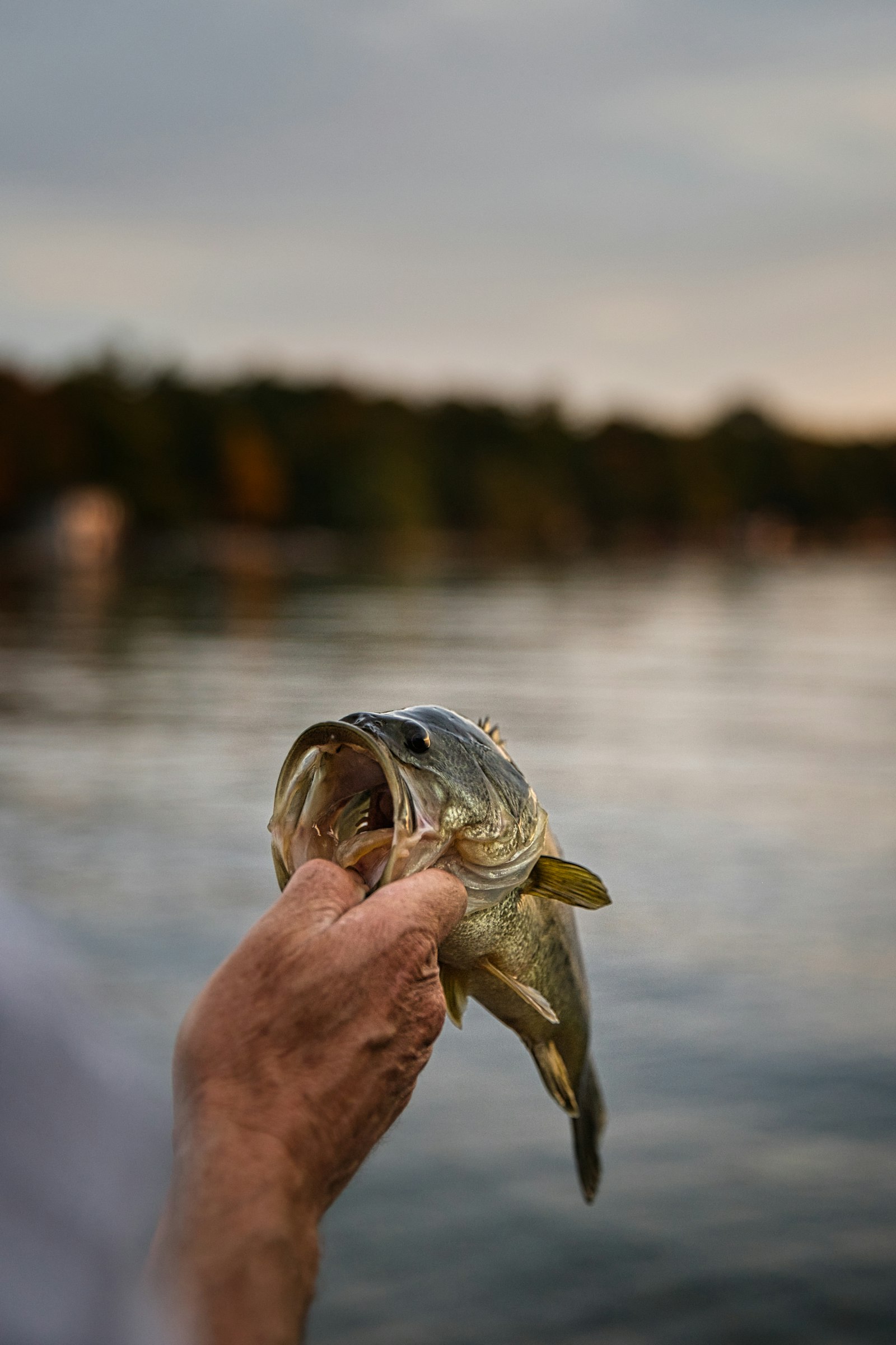 A bass held above lake water