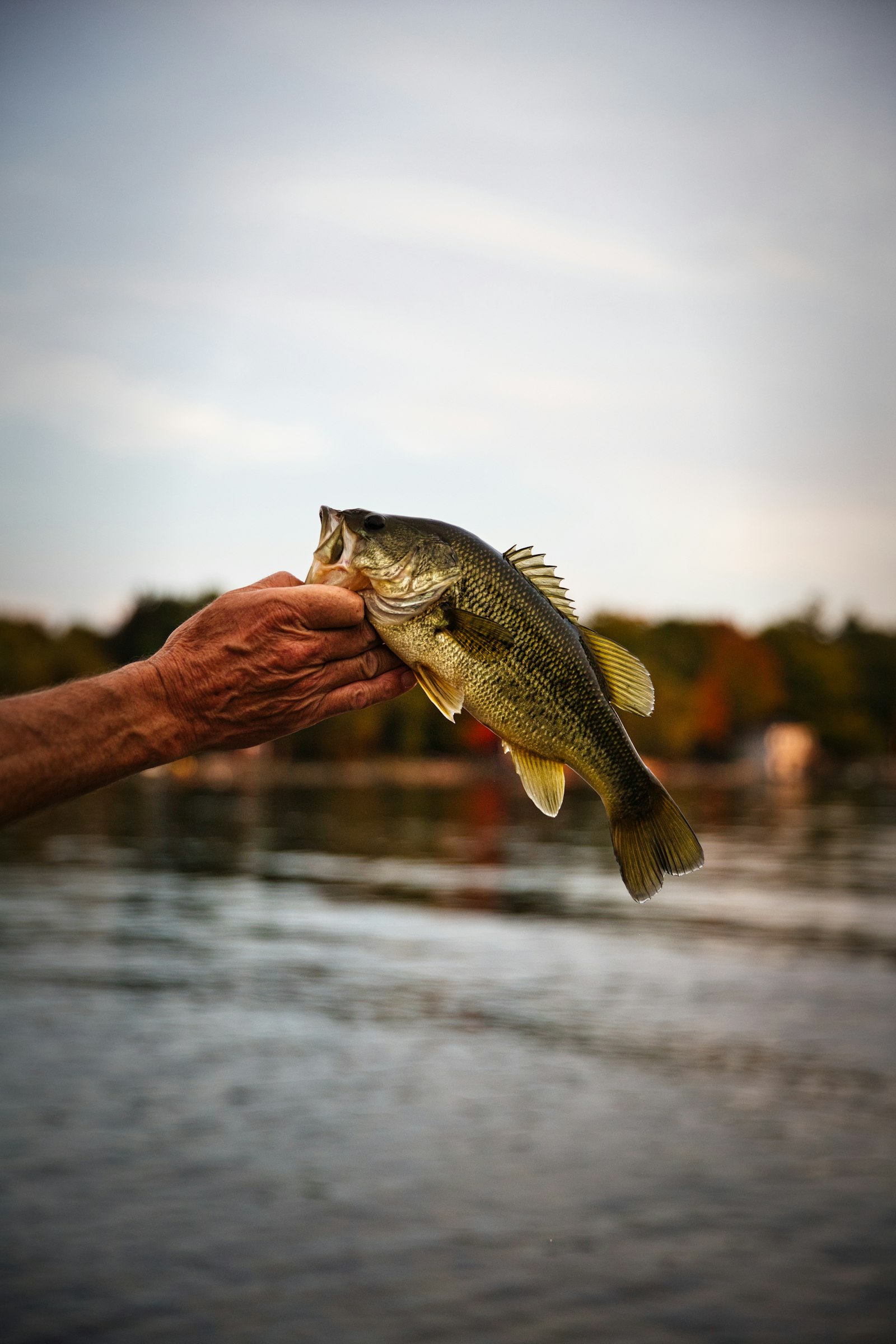 A largemouth bass held above the lake