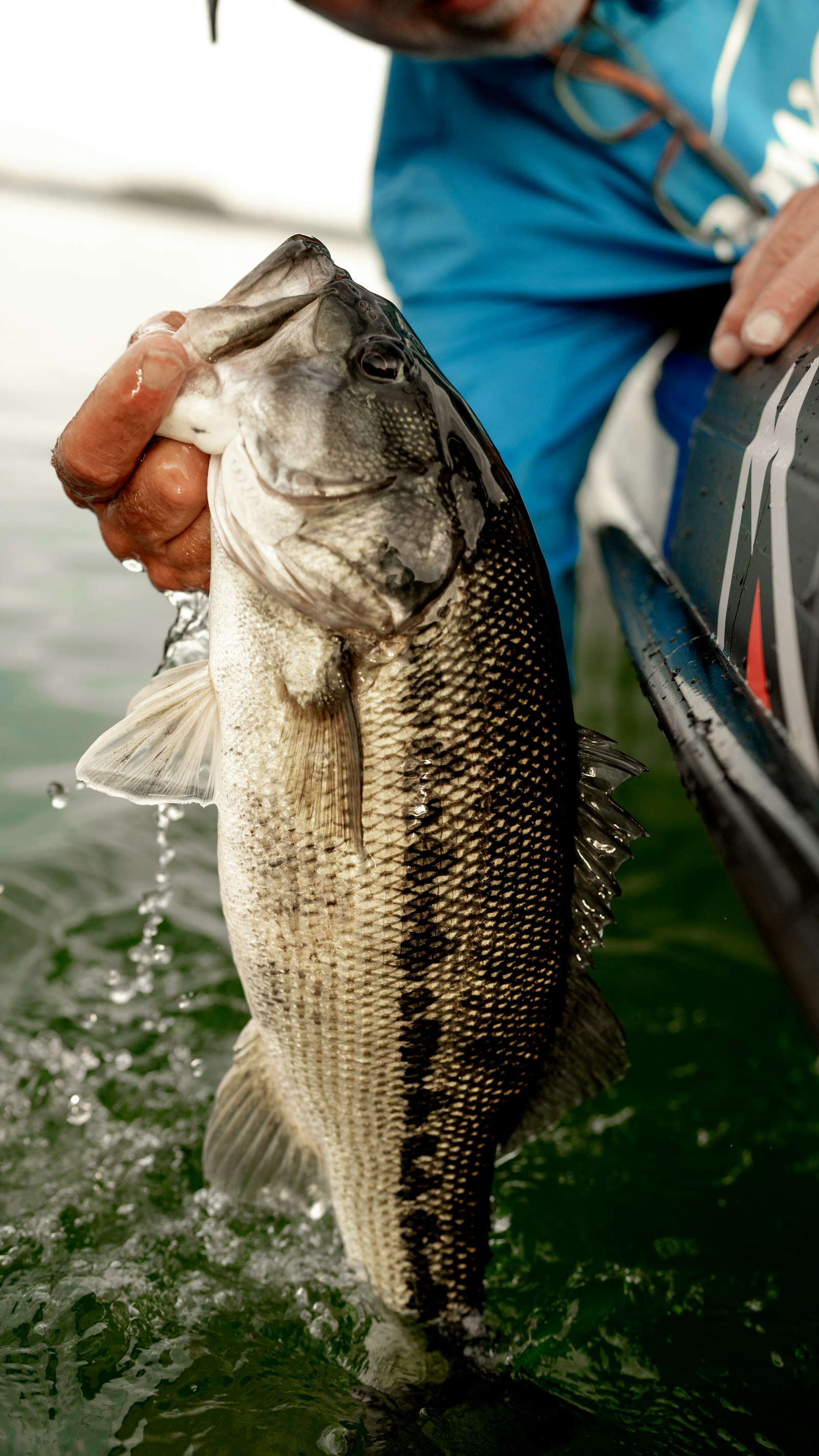 A largemouth bass held over green water
